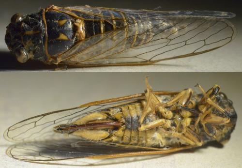 Réf. 217 462 : Tettigettula pygmea